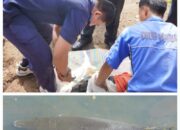 PSDKP Belawan Musnahkan Ikan Aligator Dan Arapaima
