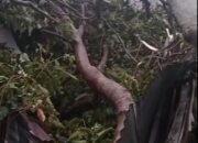Angin Kencang Landa Bener Meriah Dan Aceh Tengah, Sejumlah Rumah Rusak