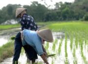 Harga Beras Dunia Turun,Pemerintah Tetap Jaga Harga GKP Ditingkat Petani Rp6.500 Per Kg