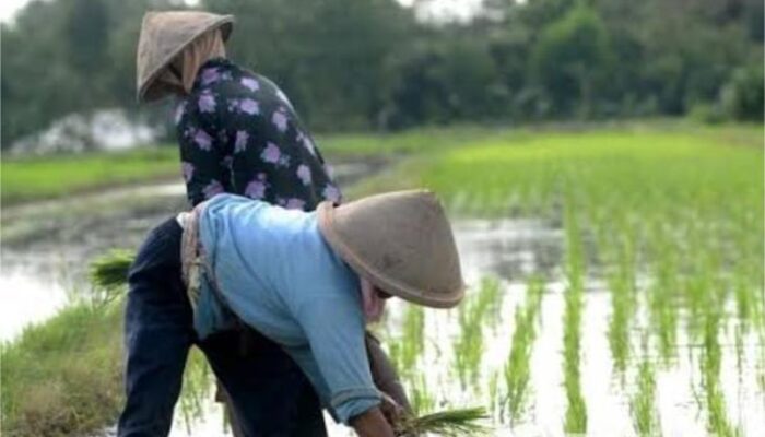 Harga Beras Dunia Turun,Pemerintah Tetap Jaga Harga GKP Ditingkat Petani Rp6.500 Per Kg