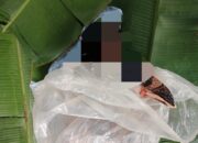 Geolog PLTA Tewas Hanyut Di Sungai Aek Bilah