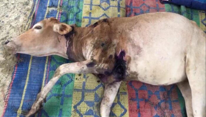 Harimau Sumatera Teror Pedalaman Aceh Timur, Dua Ternak Dimangsa