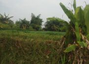 LBH Cakra Keadilan Prapid Kapolrestabes Medan Dan Kasat Reskrim