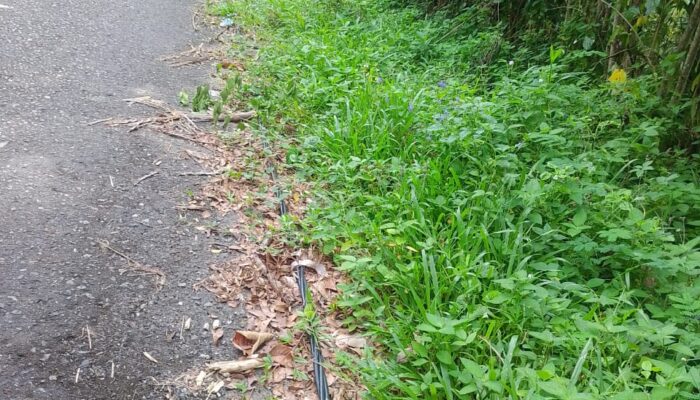Kabel Listrik Di Aceh Tenggara Bahayakan Warga