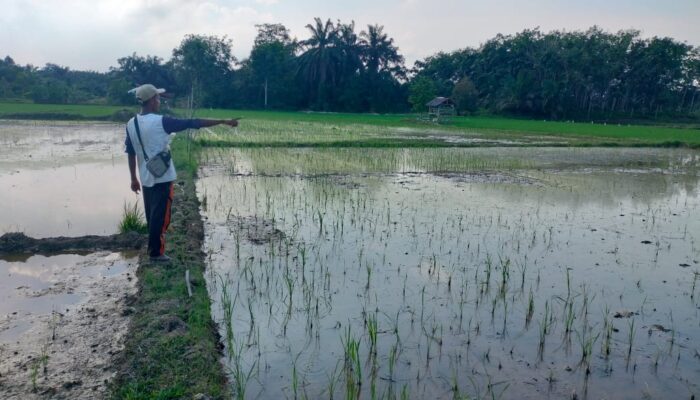 Padi Petani Kampung Tupah Aceh Tamiang Mati Mendadak