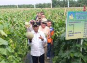 Bupati Sergai Panen Melon Boiren Beromset Rp1,2 Miliar