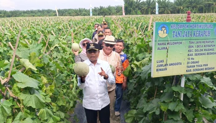 Bupati Sergai Panen Melon Boiren Beromset Rp1,2 Miliar