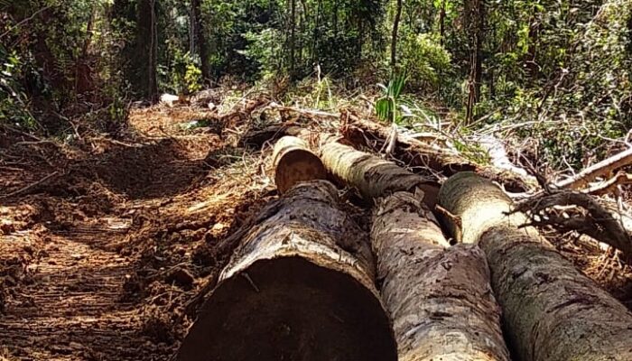 LHK Sumut Diminta Segera Hentikan Perambahan Hutan Di Desa Hatapang Labura