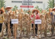 Wali Kota Pematangsiantar Hadiri Panen Jagung Serentak Nasional