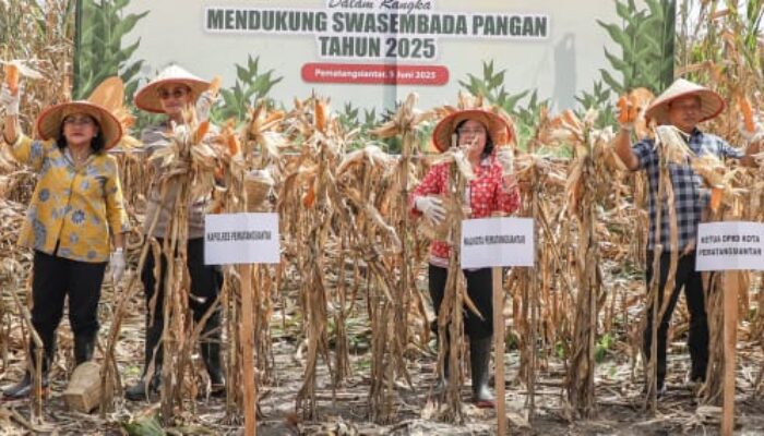 Wali Kota Pematangsiantar Hadiri Panen Jagung Serentak Nasional