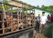 Unimal Bagikan Sapi Kurban Untuk Masyarakat Sekitar Kampus