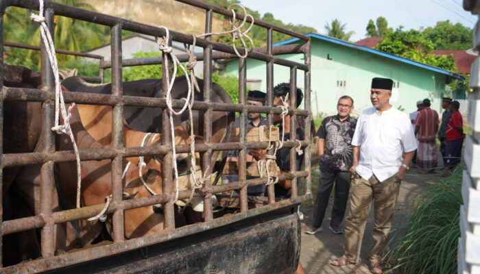 Unimal Bagikan Sapi Kurban Untuk Masyarakat Sekitar Kampus