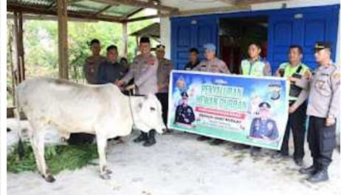 Kapolda Sumut Kurbankan Sapi Di Yayasan Pendidikan Islam Dairi