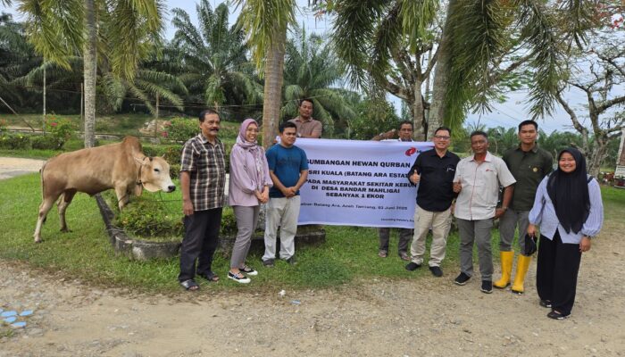 PT PPP Dan PT Sri Kuala Serahkan Dua Sapi Kurban