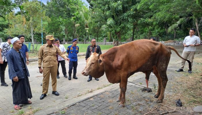 Bupati Madina Salurkan Hewan Kurban Dari Presiden Dan Gubernur Sumut