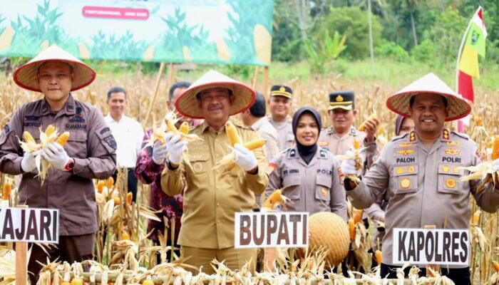 Program Penanaman Jagung Madina Selaras Dengan Program Nasional
