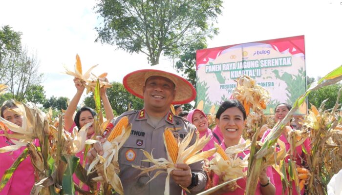 Kapolres Humbahas Panen  Raya Jagung