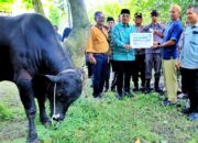 Bupati Simalungun Serahkan Hewan Kurban Presiden