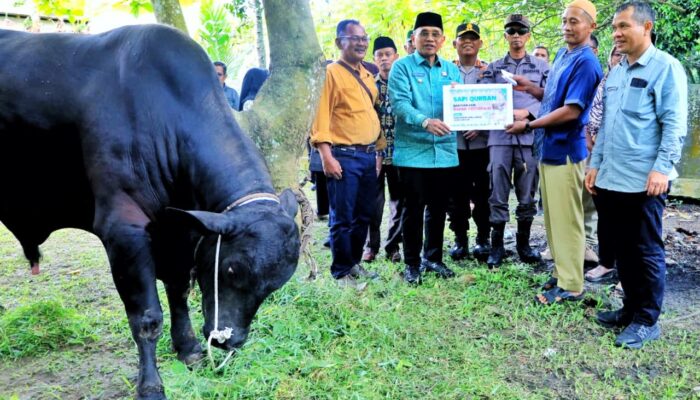 Bupati Simalungun Serahkan Hewan Kurban Presiden