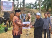 Bupati Aceh Tamiang Salurkan Sapi Kurban Presiden