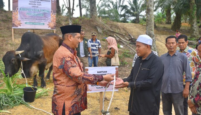 Bupati Aceh Tamiang Salurkan Sapi Kurban Presiden