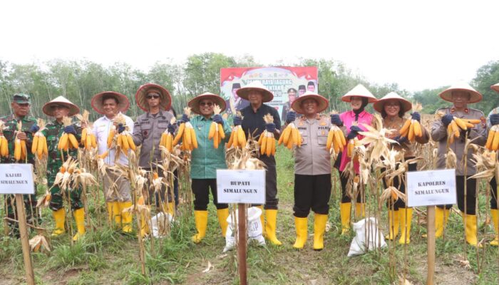 Kapolres Simalungun Panen Raya Jagung Kuartal II