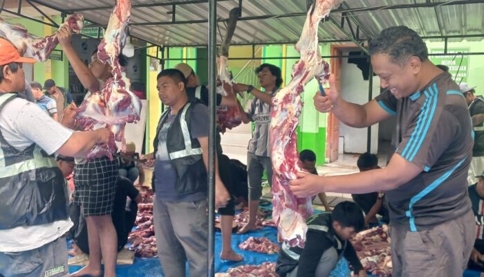Idul Adha 2025, Panitia Masjid Raya Doloksanggul Sembelih 19 Hewan Kurban