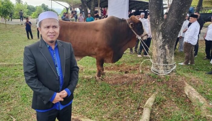 Presiden Hingga Gubsu, Bupati, OPD Dan Perusahaan, Kurban 53 Sapi Di Tapsel