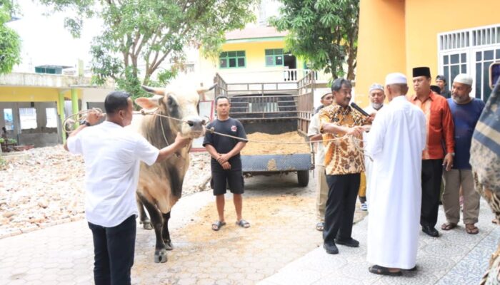 Wali Kota Binjai Serahkan Bantuan Sapi Kurban dari Presiden RI