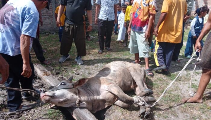 M2KNBB Sembelih Hewan Kurban Di Batubara