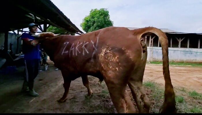 Zakky Kurban 9 Ekor Sapi