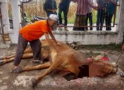 Desa Kute Batu I, Kurbankan Tiga Sapi Dan Seekor Kambing Di Idul Adha