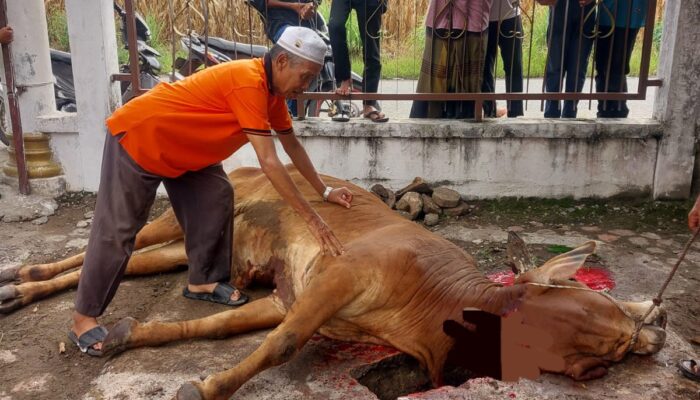 Desa Kute Batu I, Kurbankan Tiga Sapi Dan Seekor Kambing Di Idul Adha