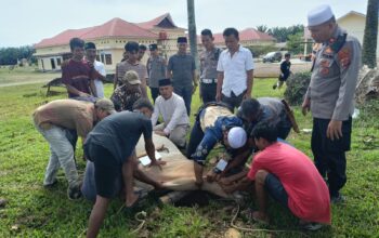 Kapolres Palas Sembelih Empat Sapi Qurban
