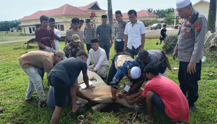 Kapolres Palas Sembelih Empat Sapi Qurban