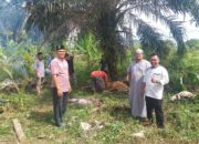 KNPI Palas Sembelih Sapi, Wujudkan Kepedulian Sosial Idul Adha