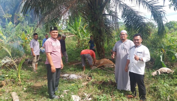KNPI Palas Sembelih Sapi, Wujudkan Kepedulian Sosial Idul Adha