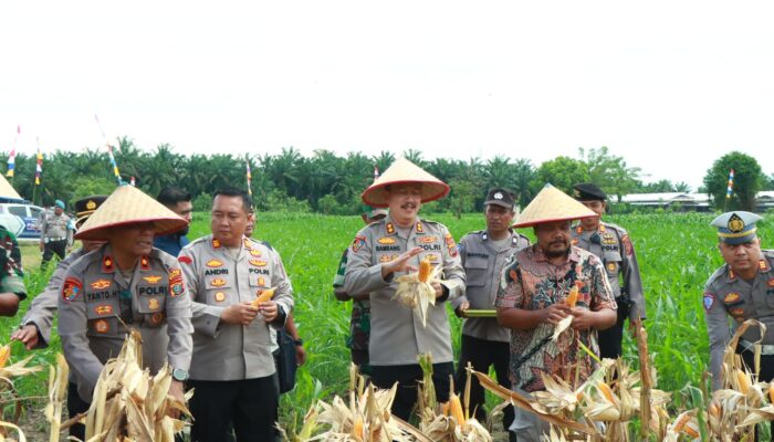 Panen Raya Jagung Di Binjai, Kapolres Dukung Swasembada Pangan Nasional