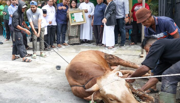 Keluarga Wali Kota Pematangsiantar Berkurban Sapi Untuk MUI