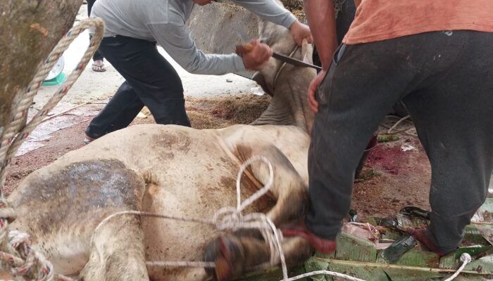 Warga Dusun Mesjid Beringin Potong 6 Hewan Kurban