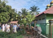 Palas Sembelih 1.593 Hewan Kurban, Masjid An-Nur Sibuhuan 12 Sapi