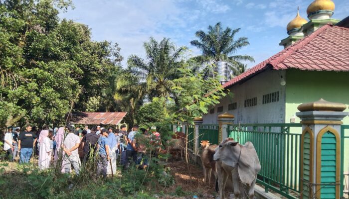 Palas Sembelih 1.593 Hewan Kurban, Masjid An-Nur Sibuhuan 12 Sapi
