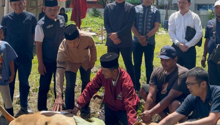 Dengan Gema Takbir, DPW Partai NasDem Sumut Sembelih 3 Ekor Hewan Kurban