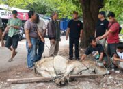 Warkop Jurnalis Medan Sembelih 2 Ekor Sapi Dan 4 Ekor Kambing