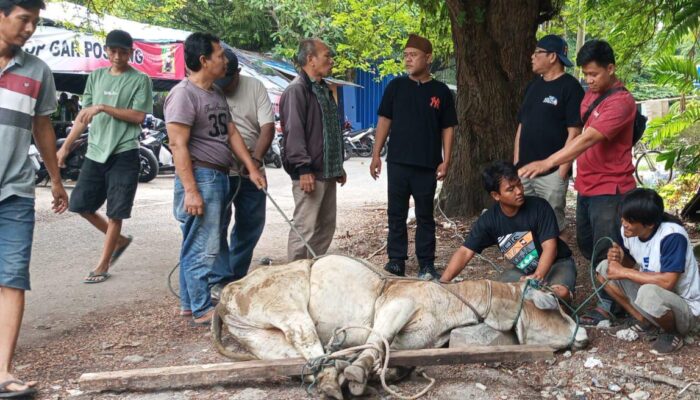 Warkop Jurnalis Medan Sembelih 2 Ekor Sapi Dan 4 Ekor Kambing