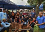 Rommy Van Boy Sumbang 1 Ekor Sapi Kurban Di Sari Rejo
