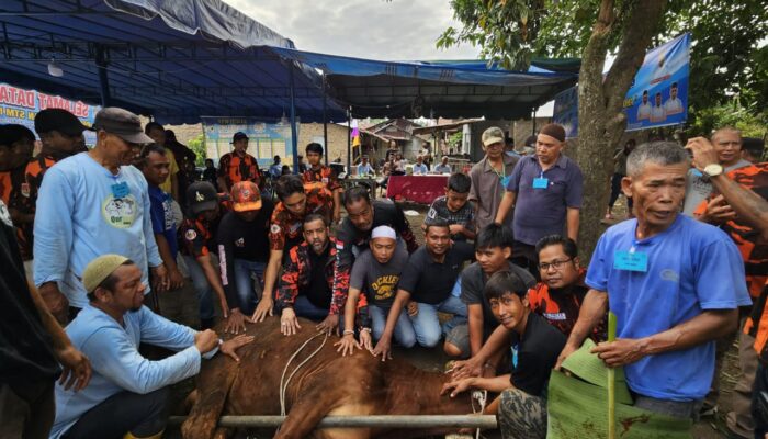 Rommy Van Boy Sumbang 1 Ekor Sapi Kurban Di Sari Rejo
