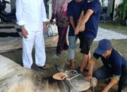 Dani Ginting Kurban Sapi Bobot 400 Kg Di Kecamatan Sunggal