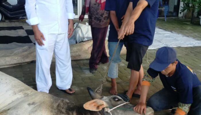 Dani Ginting Kurban Sapi Bobot 400 Kg Di Kecamatan Sunggal