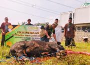 ICMI Berbagi Qurban Serentak se-Indonesia, Ribuan Keluarga Menerima Manfaat